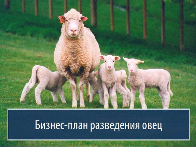Свой бизнес на овцеводстве