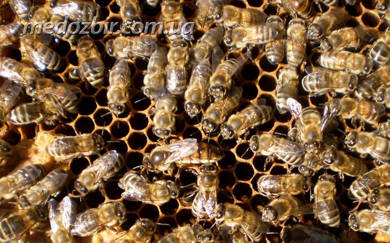 Пчелы породы бакфаст — описание, достоинства, особенности
