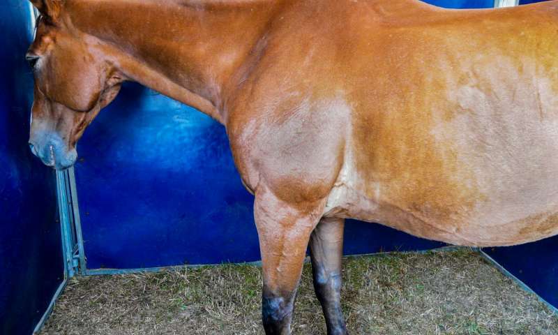 Болезни лошадей: симптомы и лечение