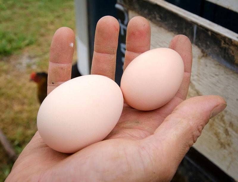 Куры несут мелкие яйца: почему и как с этим бороться?