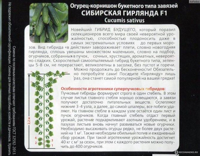 Сибирская гирлянда: описание и советы по выращиванию сорта