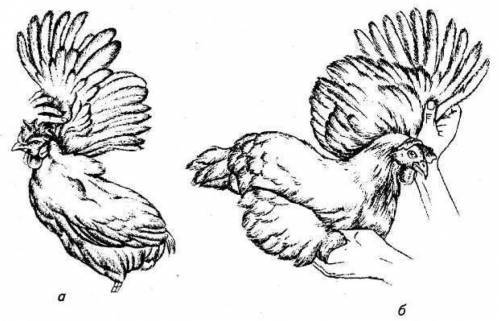 Как проходит линька у кур несушек и другие причины сбрасывания перьев