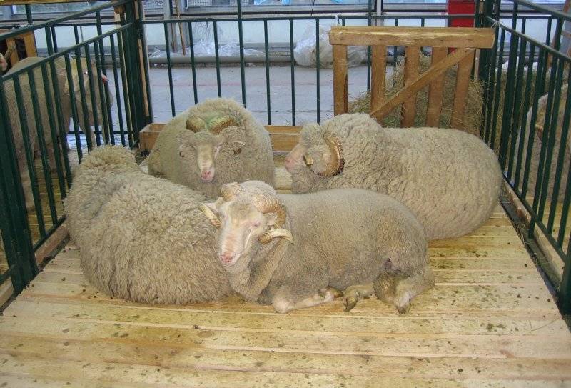Овцы породы меринос — особенности разведения