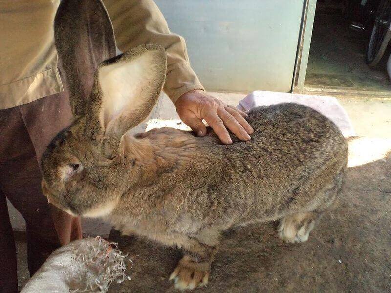 Разведение кроликов породы фландр (бельгийский великан)