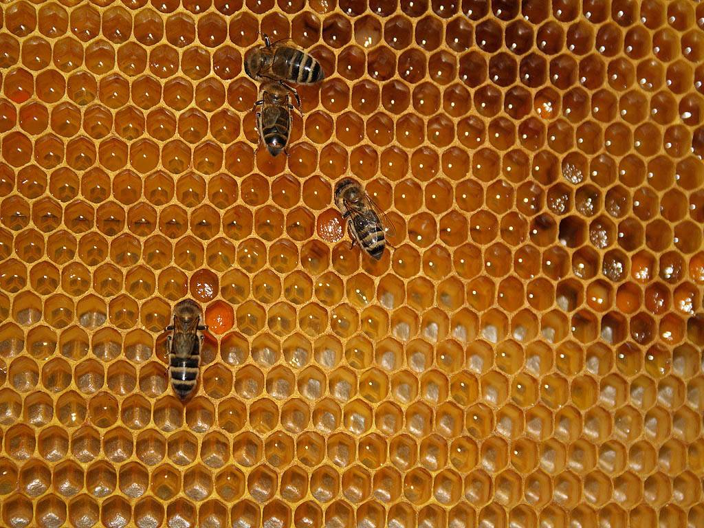 Как делают мед пчелы? делают ли мед осы и шмели?
