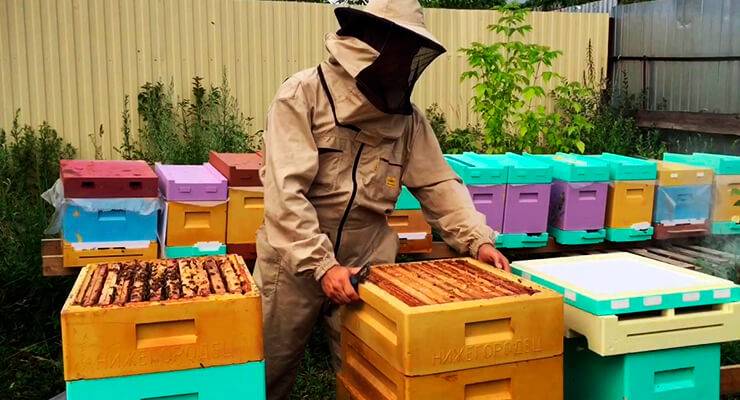 Особенности и недостатки ульев из пенополиуретана и пенополистирола, а также отзывы пчеловодов