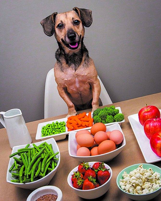 Чем кормить собаку: как правильно и лучше в домашних условиях на натуралке, сколько раз в день, кормление собак естественной натуральной пищей - меню на неделю