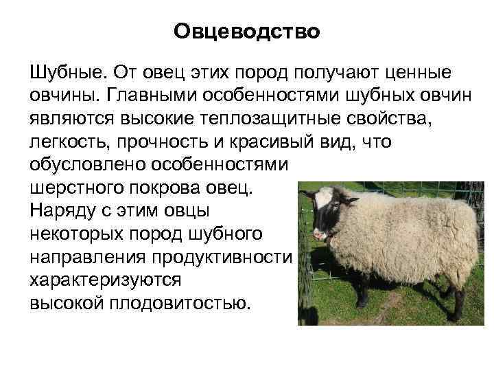 Плюсы и минусы цигайской породы овец, правила разведения и особенности рациона