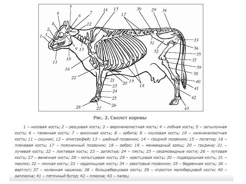 Строение скелета и внутренних органов коровы