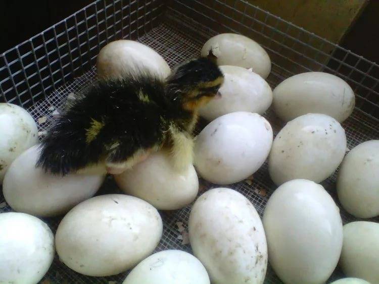 Инкубация гусиных яиц в домашних условиях: таблица, режим