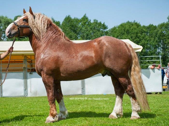 Русская верховая порода лошадей. фото и описание