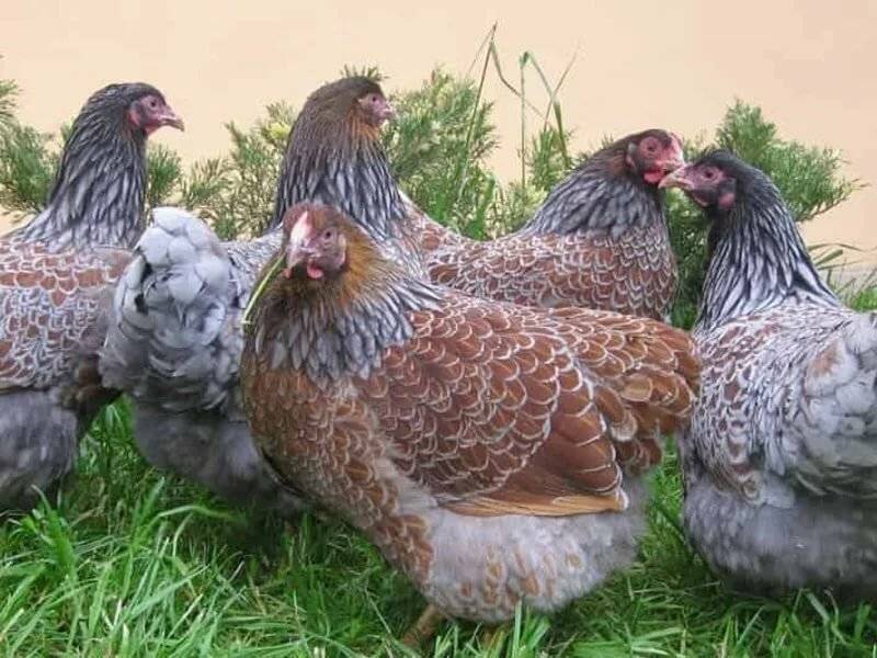 Какая порода кур самая яйценоская - топ 6 пород кур!