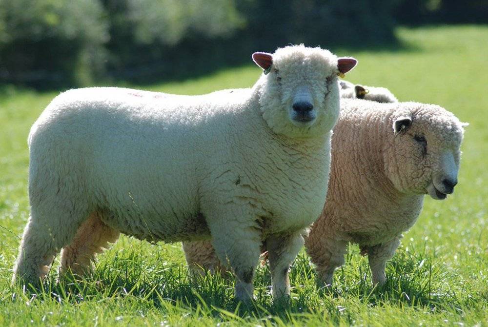 Описание куйбышевской породы овец, правила ухода, преимущества и недостатки