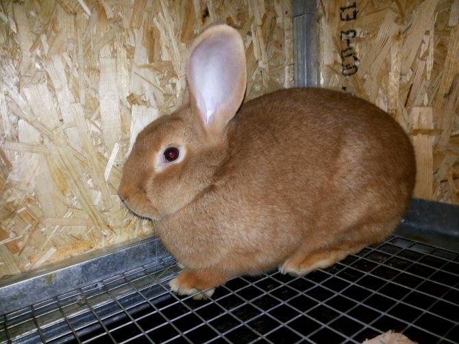 Бургундский кролик: описание породы и характеристика бургундцев