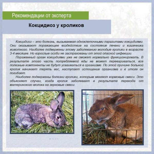 Как развести и пропоить кроликам йод: правильная схема - kotiko.ru