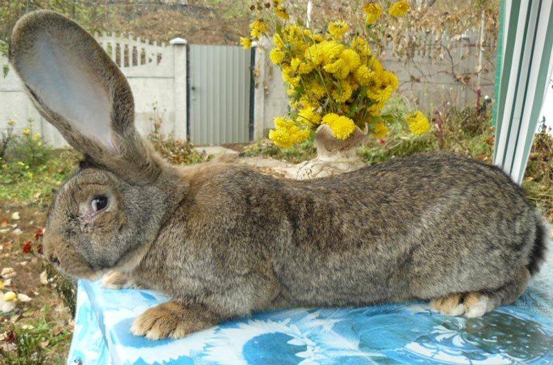 Кролик фландр: описание породы, фото, уход