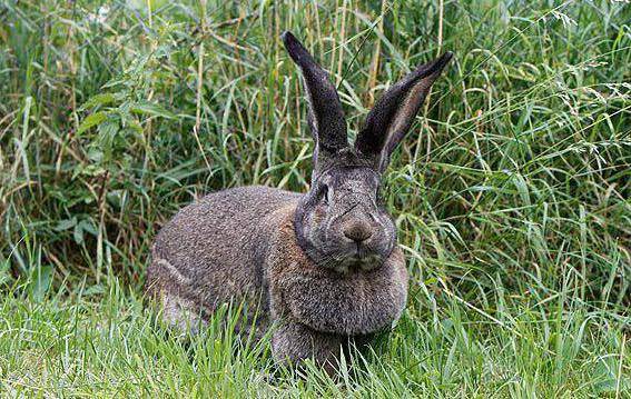 Кролики породы ризен: описание и правила содержания