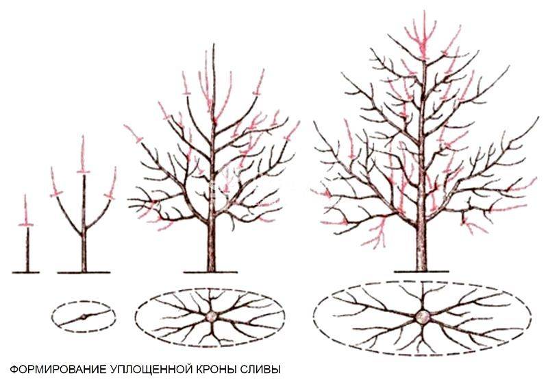 Обрезка сливы весной: когда и как правильно обрезать дерево, инструкция для начинающих в картинках пошагово