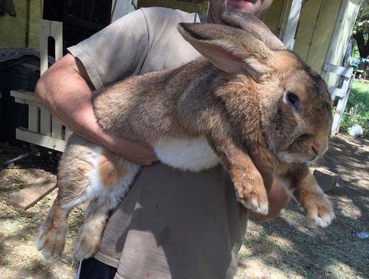 Самый большой и самый маленький кролики