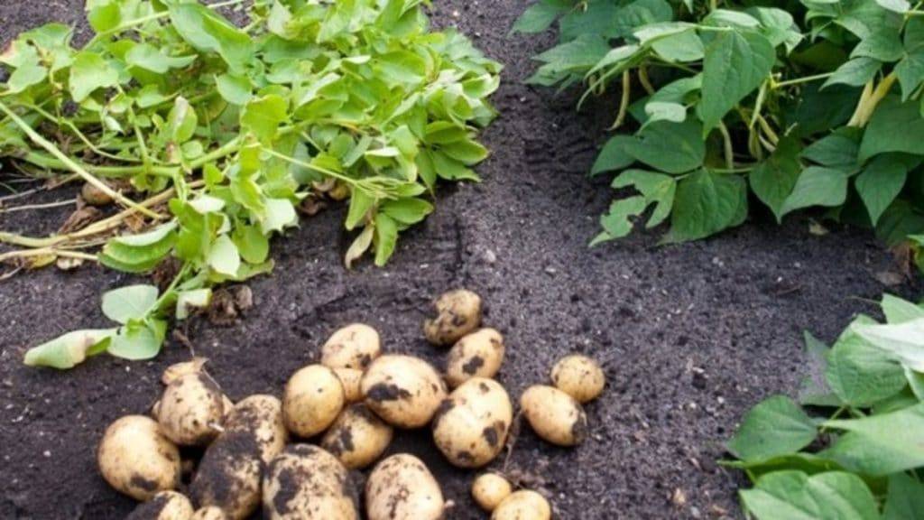 5 причин, почему я больше не сажаю картошку — ботаничка.ru