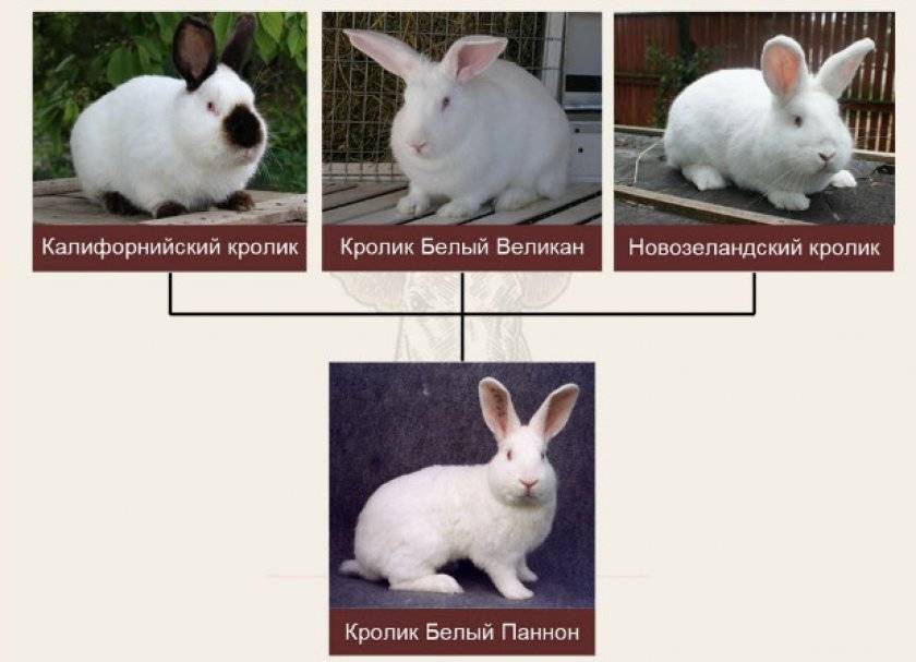 Скрещивание кроликов разных пород результат