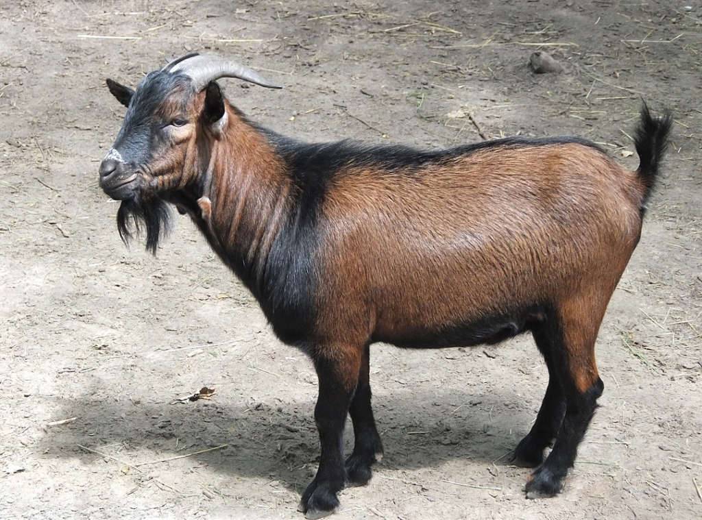Камерунская мини-коза — идеальный друг и кормилец. описание породы, содержание и уход