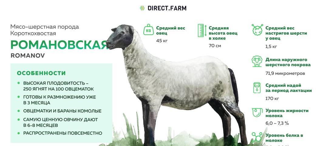 Сколько весит баран и овца: вес некоторых пород, выход продукции