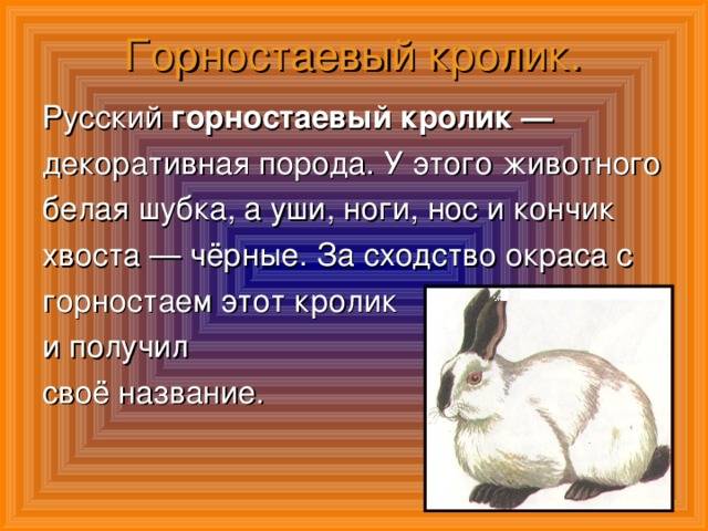 Черно-бурый кролик: описание породы, продуктивность и разведение