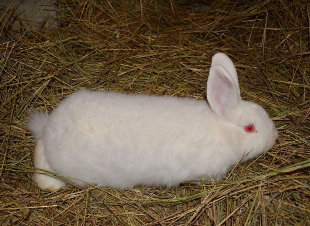 Новозеландские кролики: красная и белая породы, разведение и уход