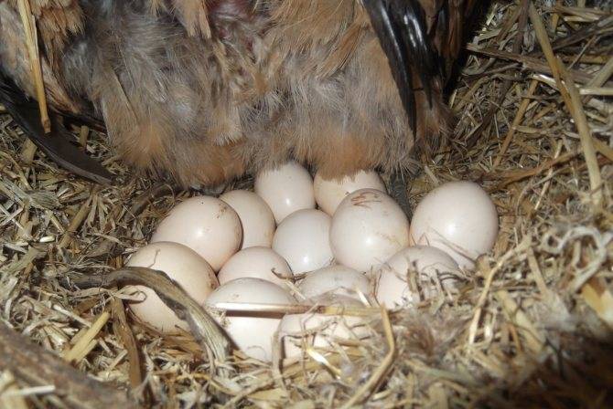 Как можно посадить индюшку на яйца: сколько дней длится насиживание