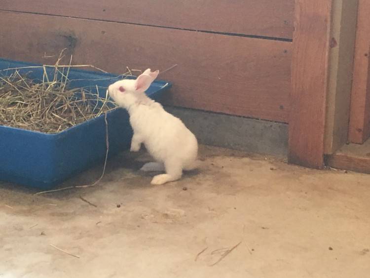 Разведение кроликов на дачном участке — выбор породы и методы содержания