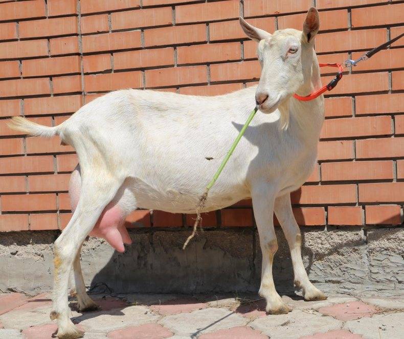 Зааненские козы – описание породы