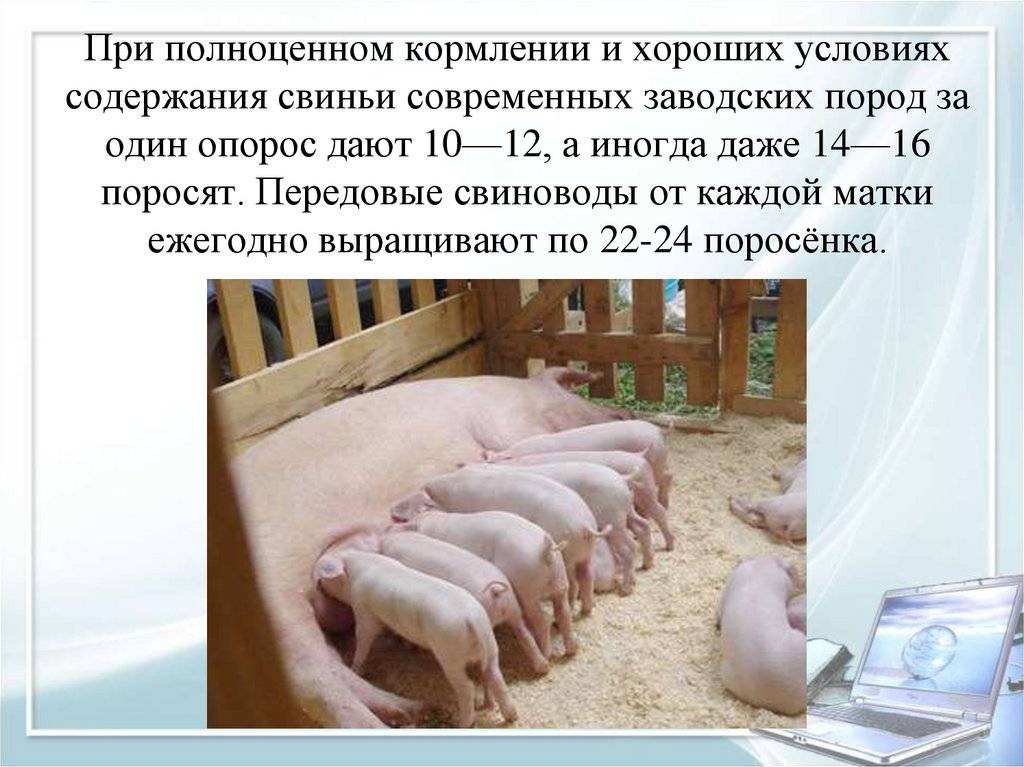 Виды корма для свиней