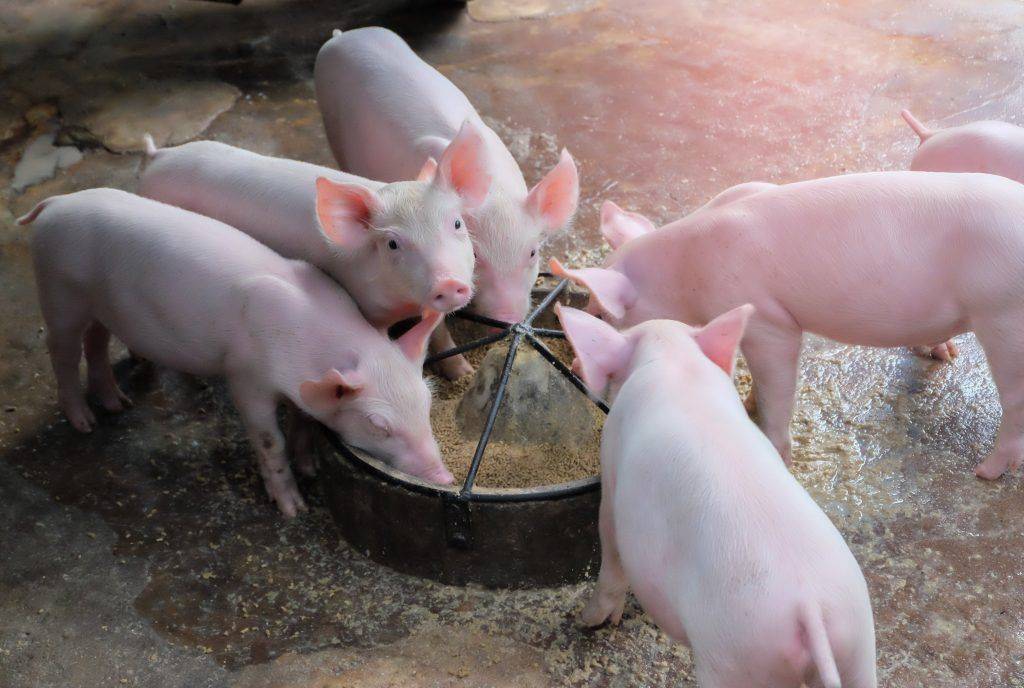 Свинья для мяса и бекона: самый эффективный способ откорма