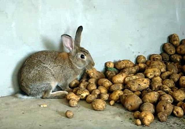 Можно ли давать кроликам картофельные очистки сырые