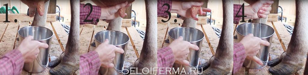 Как правильно доить корову: ручной и аппаратный методы