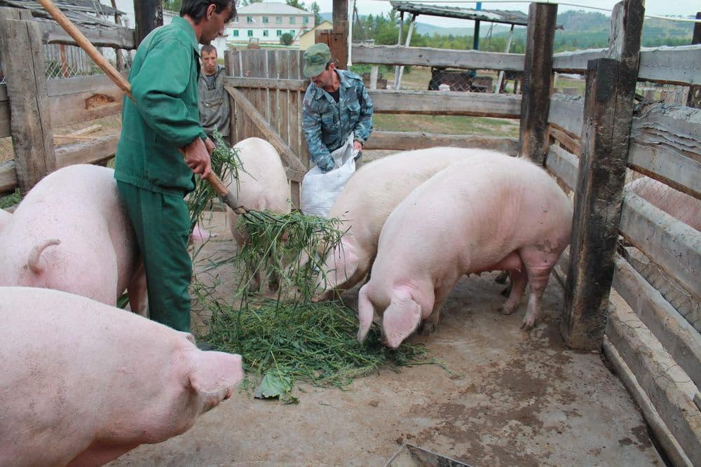 Разведение и выращивание свиней в домашних условиях для начинающих