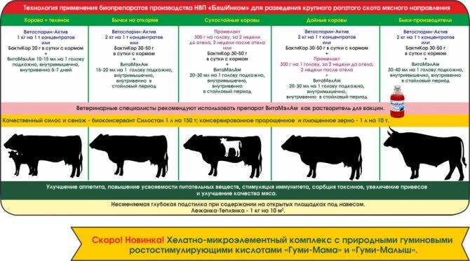 ᐉ бык производитель (осеменитель) - кормление, содержание, оценка - zooon.ru