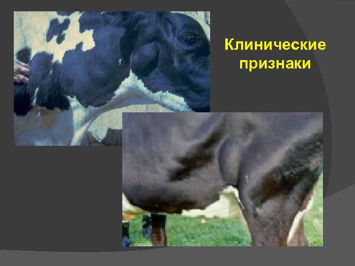 Псевдооспа молочных коров. дифференциальный диагноз