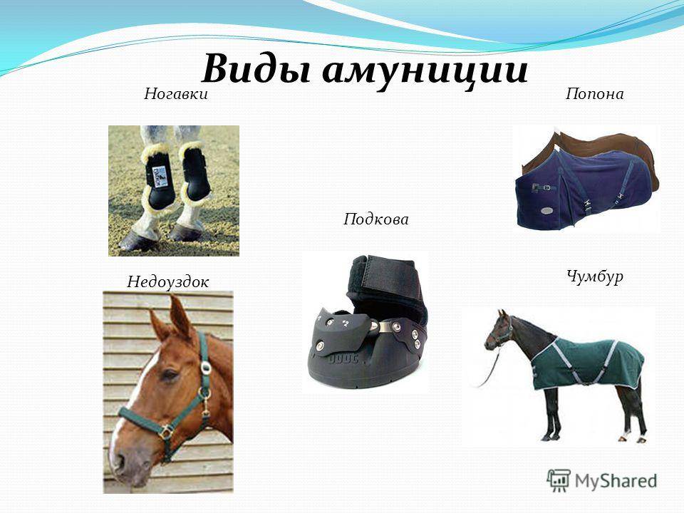 ᐉ амуниция для лошадей - из чего состоит и какие функции выполняет - zooon.ru