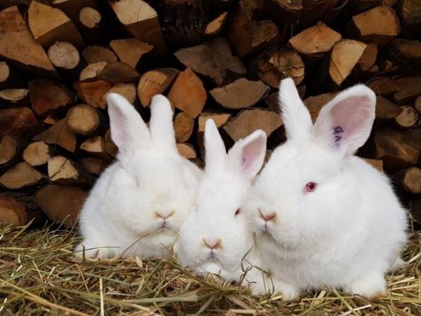 Новозеландская порода кроликов: фото и описание