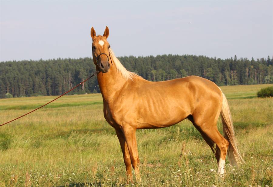 Почему выгодно содержать ахалтекинскую лошадь