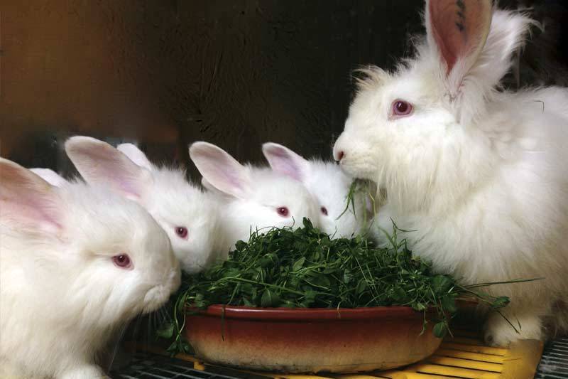 Ангорские кролики – уход и содержание в условиях дома
