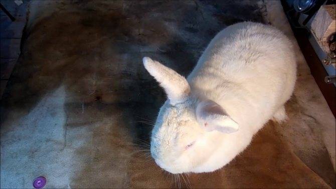 Почему чихают кролики: что делать, чем и как лечить?