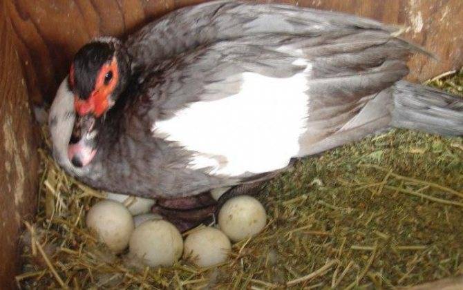Сколько яиц несет утка