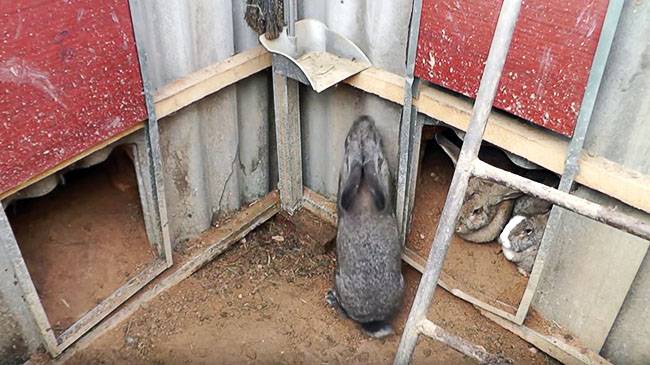 Разведение кроликов в яме: технология и советы