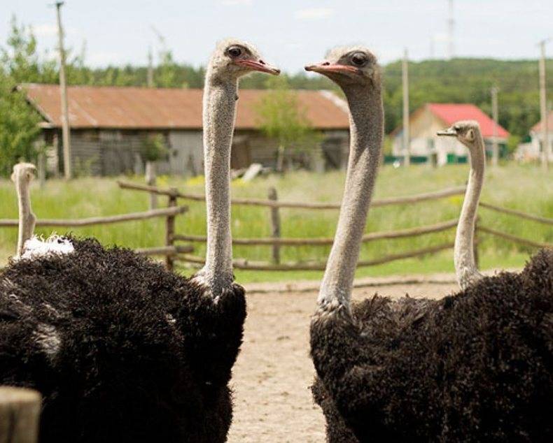 Разведение страусов: особенности выращивания в домашних условиях. правила ухода и содержания большой птицы (видео инструкция и 85 фото)