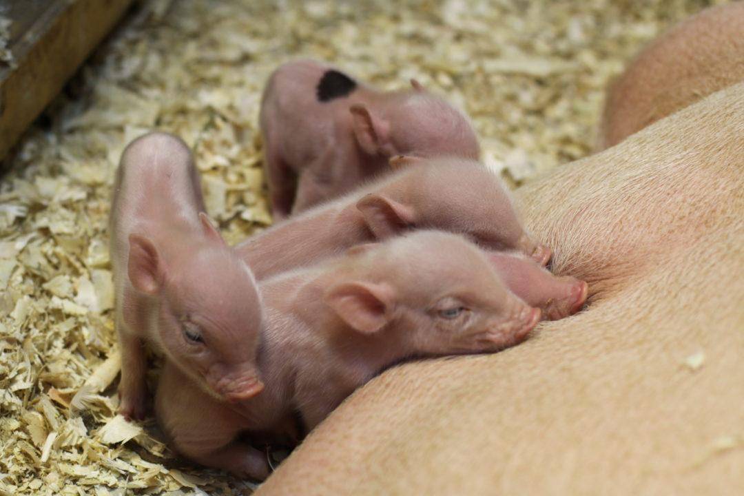 Как выкормить поросят без свиноматки, все про искусственное вскармливание новорожденных свиней