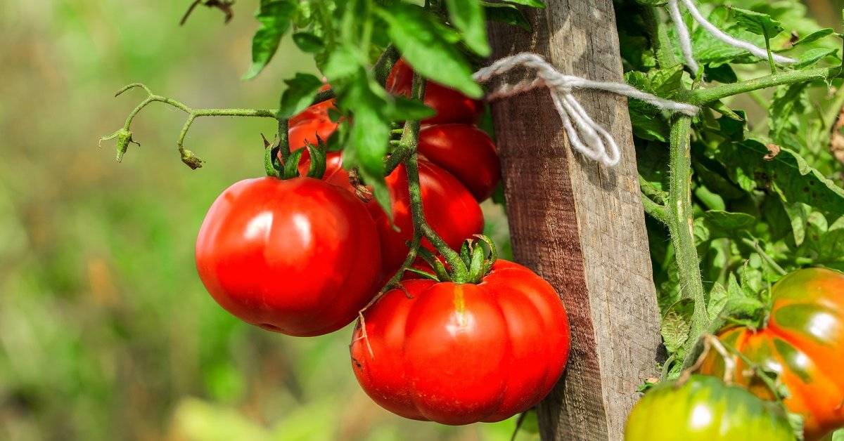 Удобрения для томатов: от посева до сбора урожая