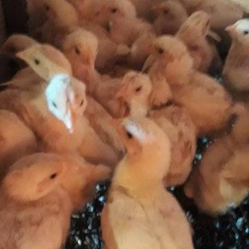 Несут ли в домашних условиях бройлеры яйца и правила содержания птиц
